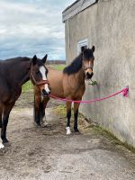 Pflegebeteiligung / Reitbeteiligung / Pferd / Pony / Freizeit Sachsen-Anhalt - Oebisfelde-Weferlingen Vorschau