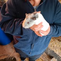 Verkaufe  junge Meerschweinchen Thüringen - Rastenberg Vorschau