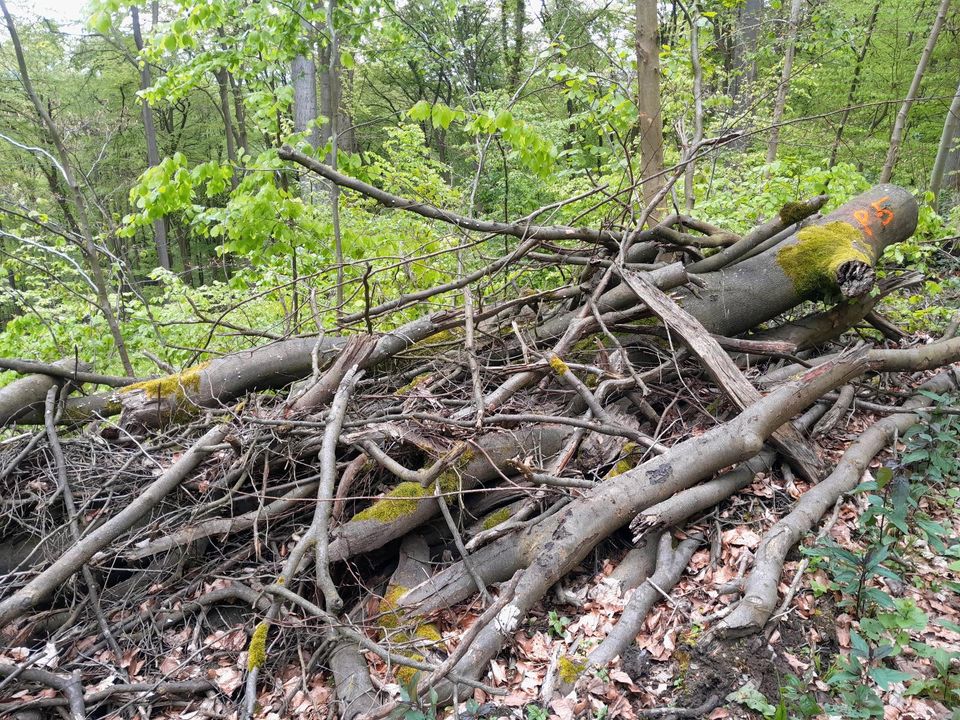 Brennholz für Selbstsäger in Minden