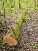 Kirsch Stamm Kirschholz Bayern - Gutenstetten Vorschau