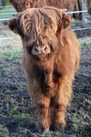 Highland Cattle Absetzer männlich Sachsen - Bobritzsch-Hilbersdorf Vorschau