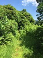 Grundstück in ruhiger Lage, Sackgasse! Rheinland-Pfalz - Zeiskam Vorschau