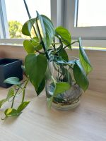 Philodendron Berlin - Neukölln Vorschau