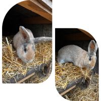 Kaninchen Rammler Müritz - Landkreis - Sietow Vorschau