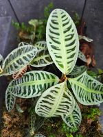 Labisia sp. riau - Dschungelpflanze Tropen Terrarium emers Aachen - Eilendorf Vorschau