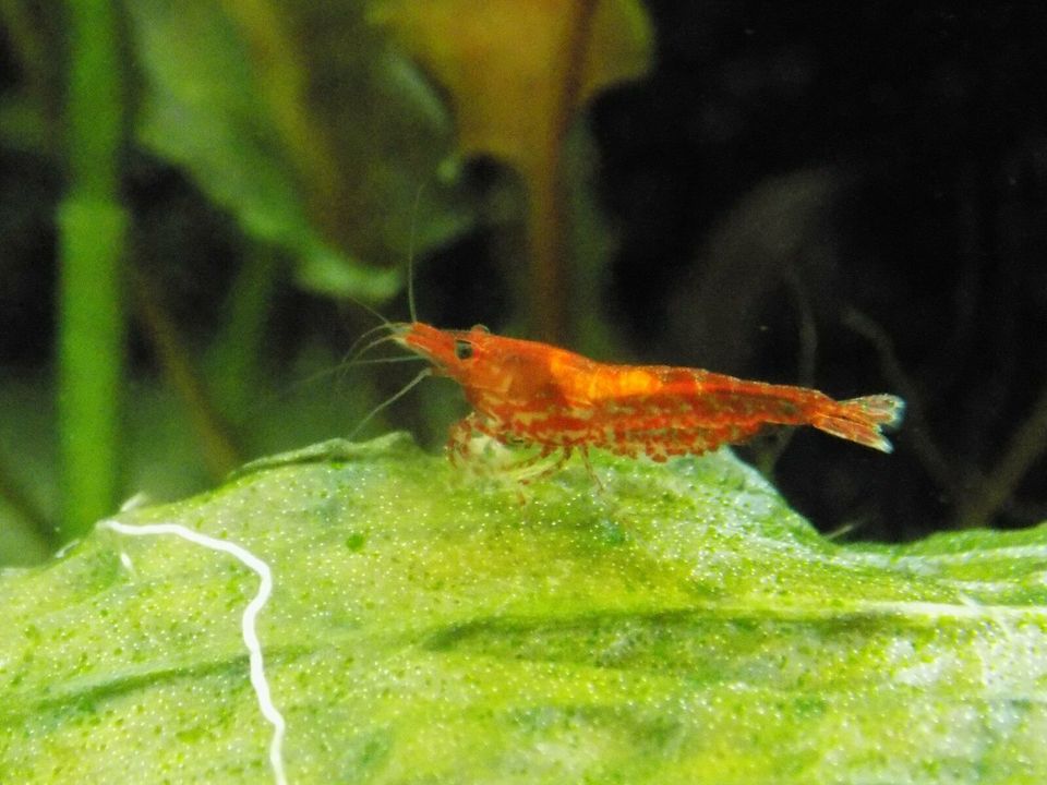 Red Fire Garnelen (Neocardina davidi ) in Bielefeld