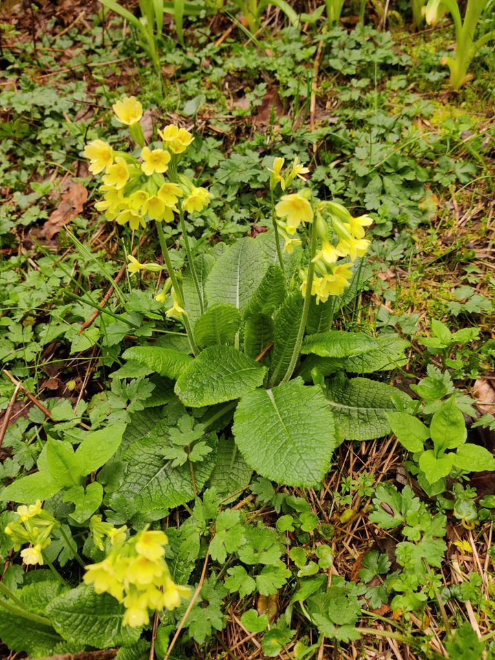 Großes naturbelassenes Grundstück in Sonneberg-Hüttensteinach in Sonneberg