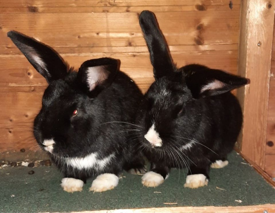 Tierschutzverein Ostprignitz-Ruppin, Kaninchen suchen Zuhause in Fehrbellin