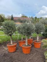 Olivenbaum Olea Europea | XL | ca. 190-200cm Stuttgart - Feuerbach Vorschau