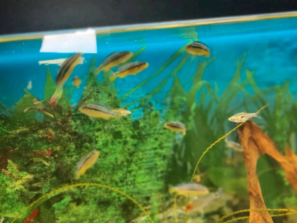 Buntbarsch melanochromis auratus in Roßbach