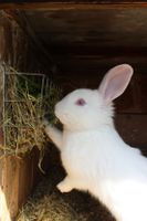 Junger, weißer Kaninchen-Bock Hase Rammler Sachsen - Thum Vorschau