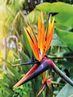 Strelitzia Paradiesvogelblume Kübelpflanze Sachsen-Anhalt - Halle Vorschau