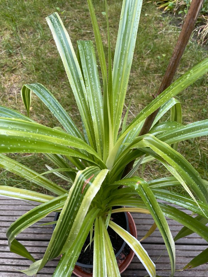 Schraubenbaum, Pandanus, Senker, frisch getopft in Dresden