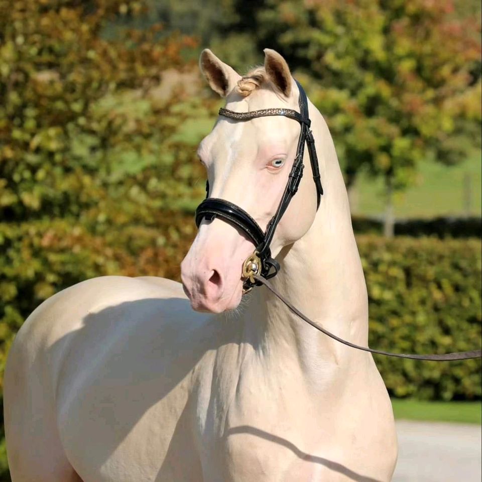 Reitpony Stutjährling Perlino Dun, Stute in Bad Zwischenahn