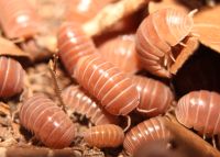 Armadillo officinalis "Brown" Asseln Zierasseln Bodenpolizei DNZ Saarland - Homburg Vorschau