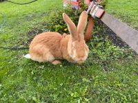 Hase Kaninchen deutscher Riese Rammler deutscher Riese Brandenburg - Oranienburg Vorschau