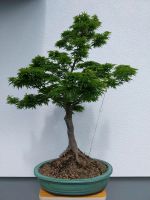 Bonsai Japanischer Löwenkopfahorn "Acer shishigashira" Baden-Württemberg - Meßstetten Vorschau