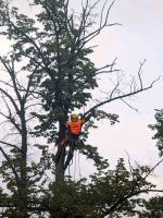 Baum fällungen, Baumpflege, Stubben- Wurzelentfernung Sachsen-Anhalt - Beetzendorf Vorschau