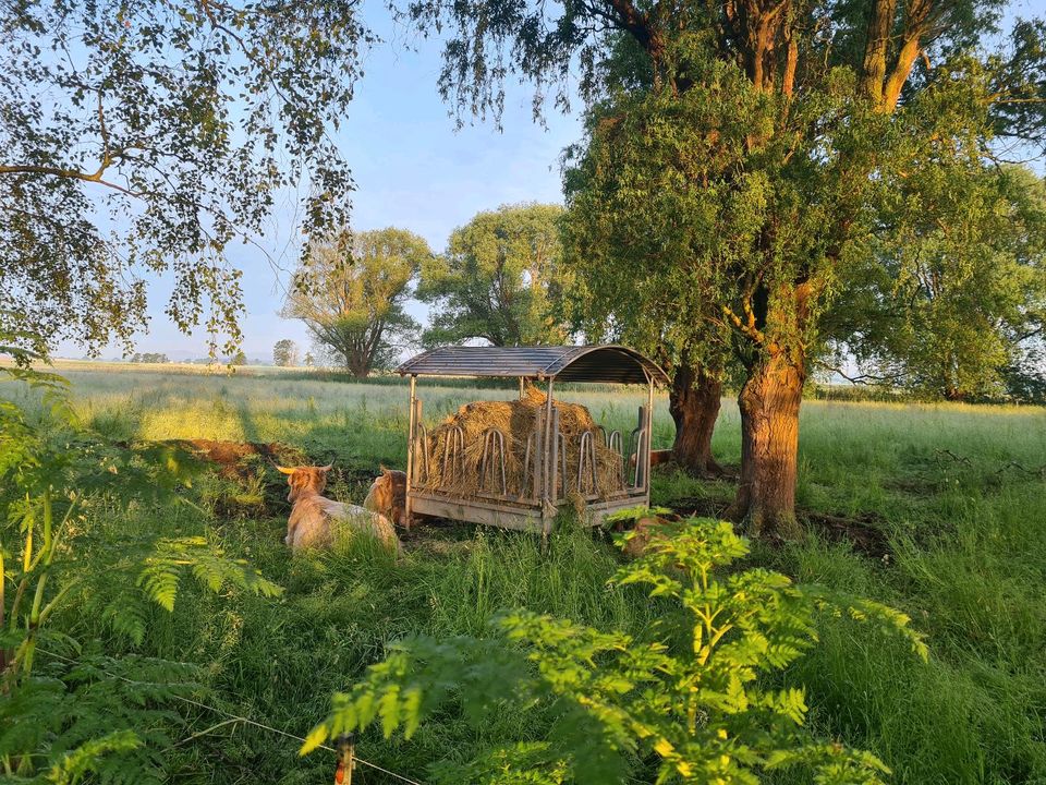 Highland Cattle in Florstadt