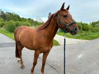 Westfalen Wallach Niedersachsen - Ihlow Vorschau