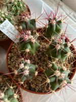 4 Ferocactus hamatacanthus, junger Kaktus Nordrhein-Westfalen - Jülich Vorschau