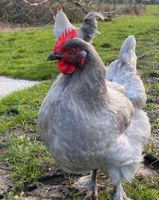 reinrassig Marans Hennen lavender (perlgrau) Junghennen Nordwestmecklenburg - Landkreis - Schönberg (Mecklenburg) Vorschau