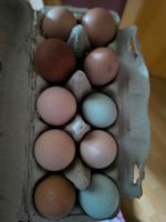 Verkaufe frische Bio Eier Hessen - Felsberg Vorschau