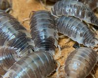 Porcellio laevis "milkback" Asseln Baden-Württemberg - Bötzingen Vorschau