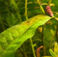 Wildfarbene Garnelen (Neocaridina) Niedersachsen - Duderstadt Vorschau