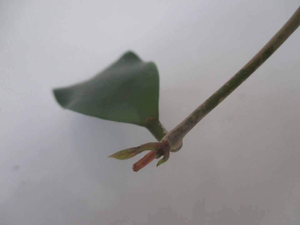 Hoya elmeri (ehemals H. mindorensis ssp. superba) in Seifhennersdorf