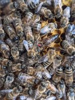 Bienen Volk Zander mit Gesundheitszeugnis Mecklenburg-Strelitz - Landkreis - Mirow Vorschau