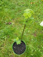 Brombeeren (kräftige Pflanzen, dicke Beeren) Kiel - Russee-Hammer Vorschau