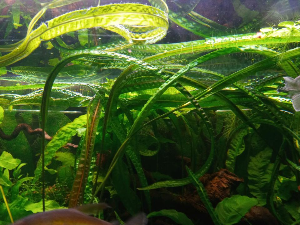 Cryptocoryne crispatula - Großer genoppter Wasserkelch in Sörup