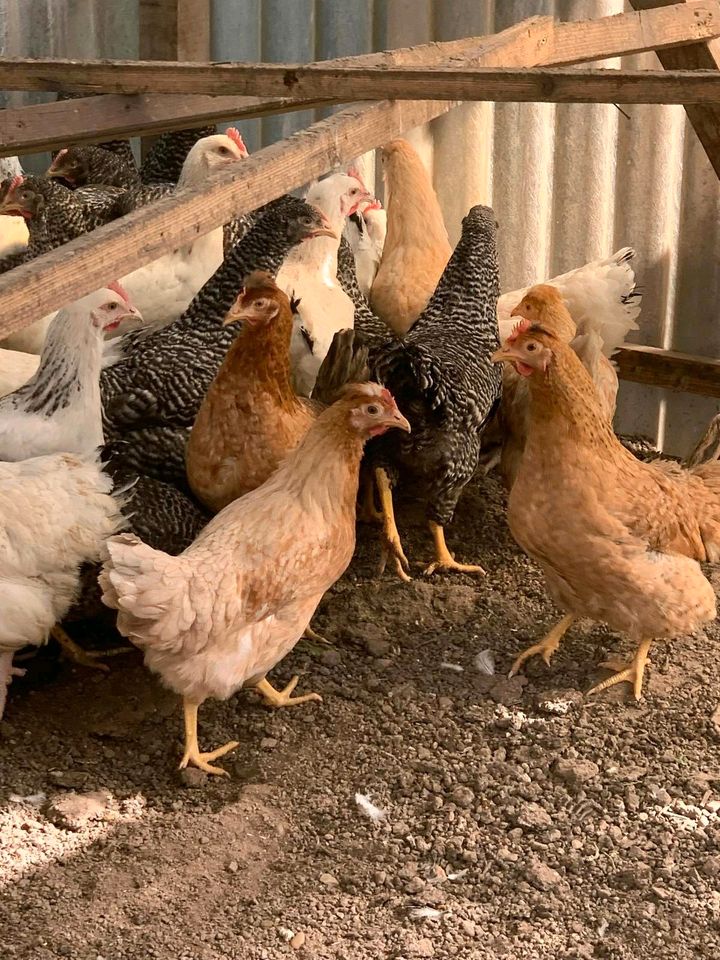 Grünleger legehennen, Hennen, Hühner mit Schutzimpfungen in Brackenheim