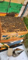 Carnica Bienen Wirtschaftsvolk 2 Jahr alt Nordrhein-Westfalen - Troisdorf Vorschau