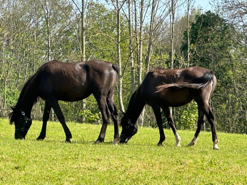 two black arabien perls / in Rochlitz