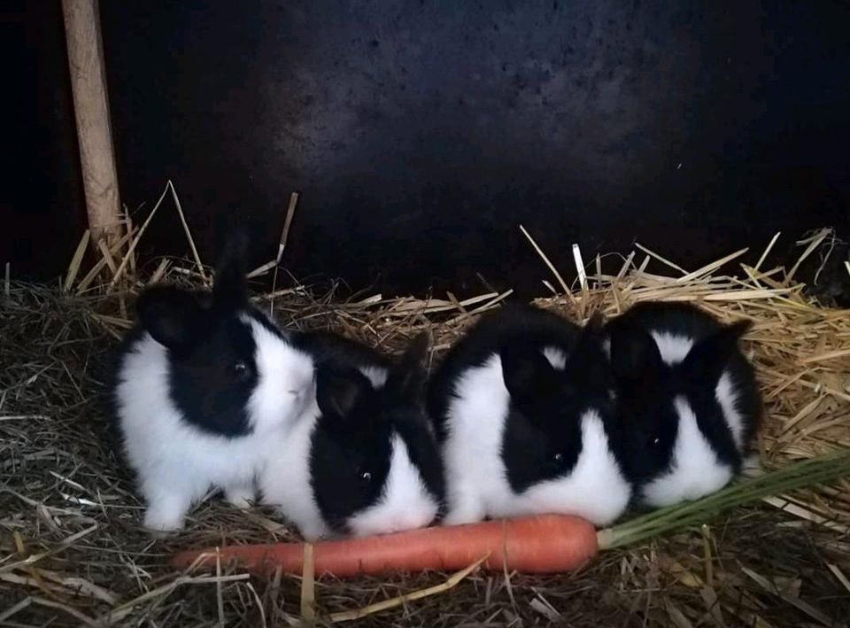 Holländer Kaninchen, Rassekaninchen, Kleine Rasse, Hasen in Coesfeld