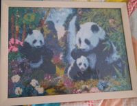 Panda Bild Sachsen - Meißen Vorschau