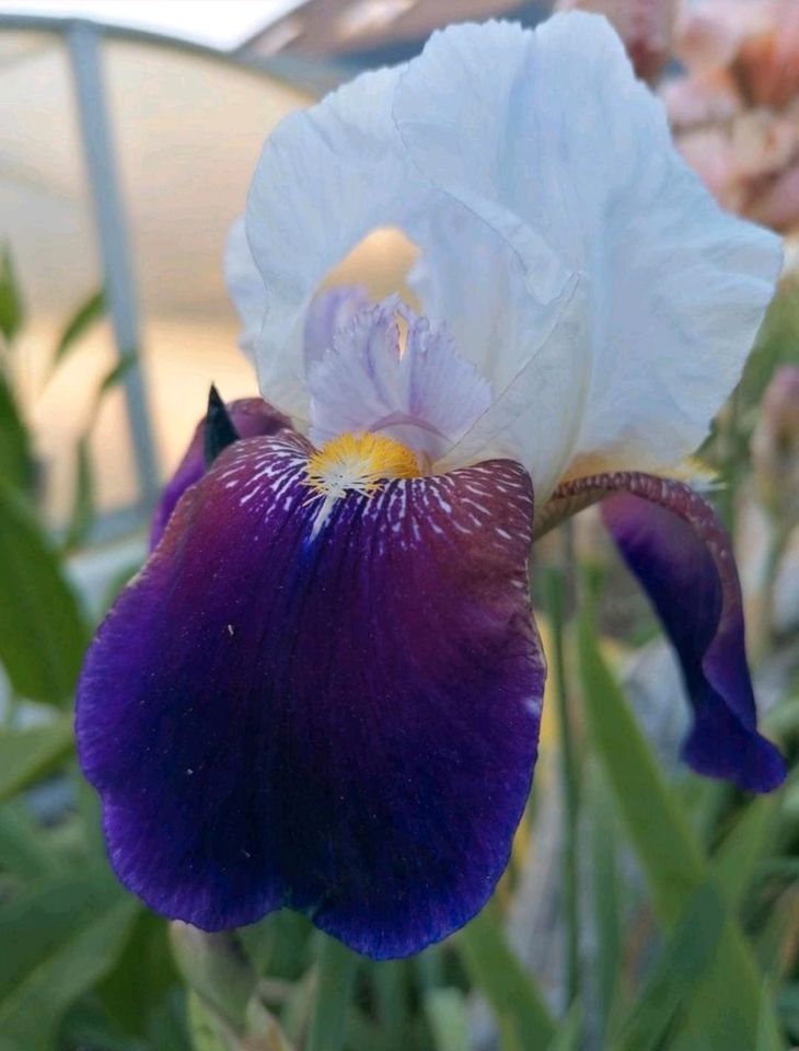 Schwertlilien Iris Stauden Insektenmagnet in Wegendorf (Altlandsberg)