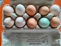 Frische Eier Bayern - Schalkham Vorschau