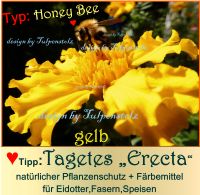♥BIO Tagetes ERECTA Samen geg. Schädlinge Bienenweide Tulpenstolz Eimsbüttel - Hamburg Schnelsen Vorschau