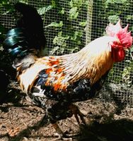 Junger Hühner HAHN Nordrhein-Westfalen - Lindlar Vorschau