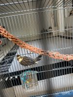 Kanarienvögel weibliche Berlin - Tempelhof Vorschau