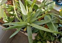 Aloe vera barbadensis Ableger Bayern - Kempten Vorschau