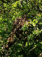 Imker Bienenschwarm Schwarm Biene Kiel - Elmschenhagen-Kroog Vorschau