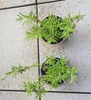 2 Lavendelpflanzen /Lavendel Nordrhein-Westfalen - Jülich Vorschau