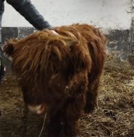 Highland cattle, Hochlandrind, Herdbuch Rheinland-Pfalz - Pleckhausen Vorschau