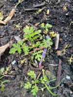Artemisia Annua Pflanzen Bio Nordrhein-Westfalen - Weilerswist Vorschau