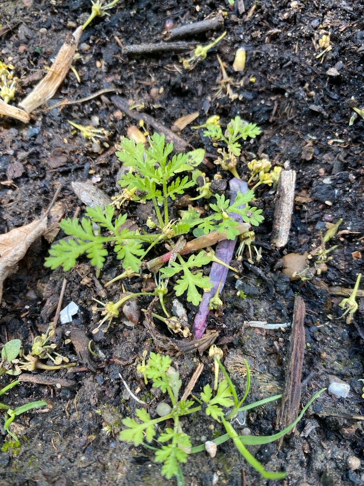 Artemisia Annua Pflanzen Bio in Weilerswist