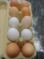 Eier von glücklichen Hühnern Sachsen - Altenberg Sachs Vorschau